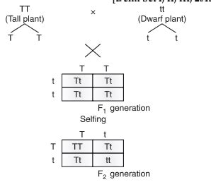 In a cross between two tall pea plants,some of the offsprings produced ...