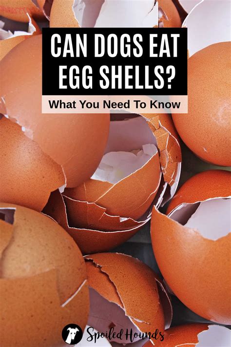 Image result for Egg Shells for Dogs
