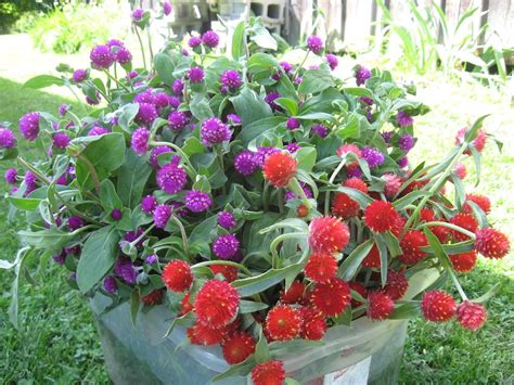 Golden Hills Farm Vadamalli Gomphrena Flower 50+ seeds : Amazon.in ...