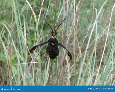 Black Beetle with Long Legs on Dry Grass in Swaziland Stock Image ...