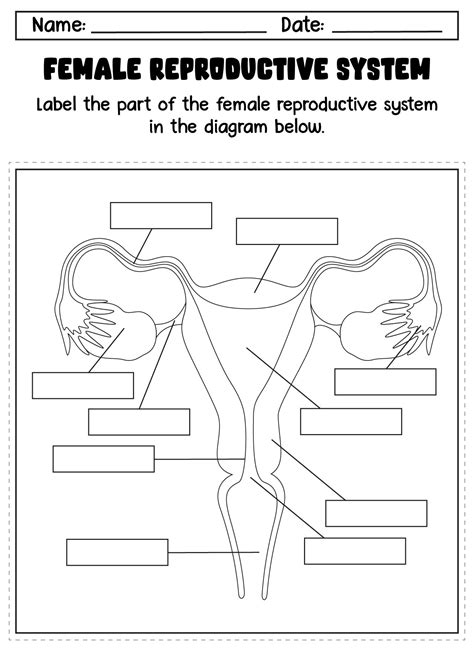 Image result for Male Reproductive System Worksheet