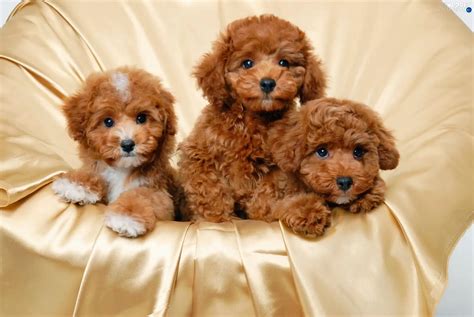 Bichon frise, Puppies, Three, Brown - Dogs wallpapers: 2000x1340