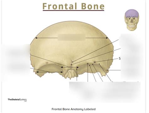 Image result for Frontal Bone Function