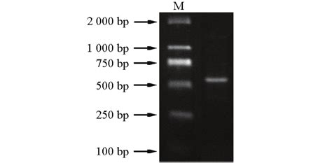 Image result for Reverse Transcriptase Cell Line