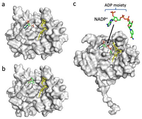 Effect of Artemisinin on the Redox System of NADPH/FNR/Ferredoxin from ...