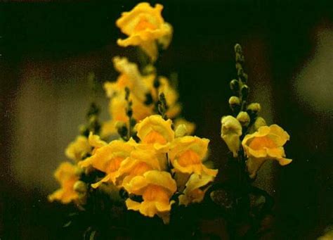 Power of Mental Expression : spiritual meaning of flower