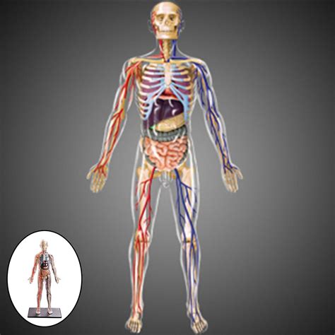 Interactive Human Body Fully Anatomy Figure Human Body Model For Kids Anatomy Kit Removable ...