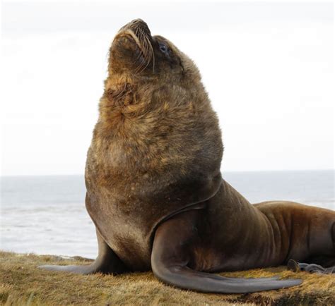 Sea Lion Island - Places to visit - Falkland Islands - Journey Latin America