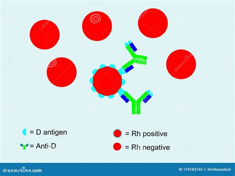 Antigen Vs Antibody With Medical Immune System Differences Outline ...