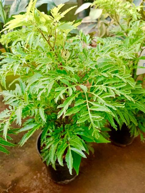 Aralia ::GVIR Nursery