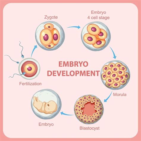 Image result for Human Embryonic Development