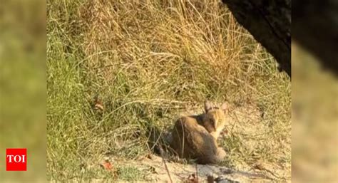 Rare wild cat spotted in Corbett National Park in Uttarakhand: A treat ...