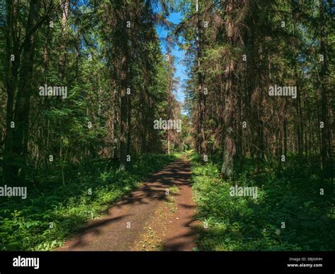 Long straight forest path hi-res stock photography and images - Alamy