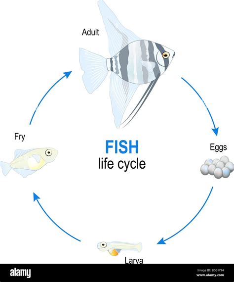 Fish Life Cycle
