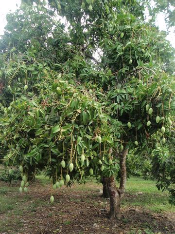 Mango Plant Farming: A Beginner's Guide to Growing Mango Trees in Your ...