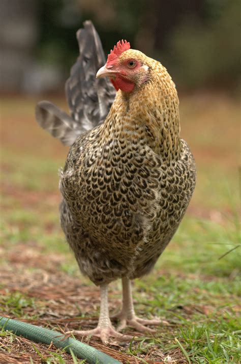 Golden Cuckoo Maran Hen in Chicken Farm