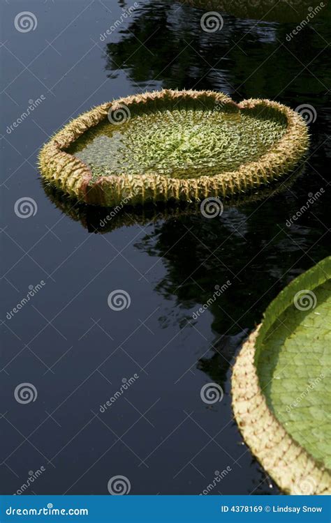 Giant Lily Pads stock image. Image of meditation, landscapes - 4378169