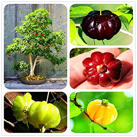 65/Bag Surinam Cherry Seeds Balcony Garden Fruitgreen Cherry Organic ...