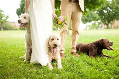 Wedding Bride Dogs 的图像结果