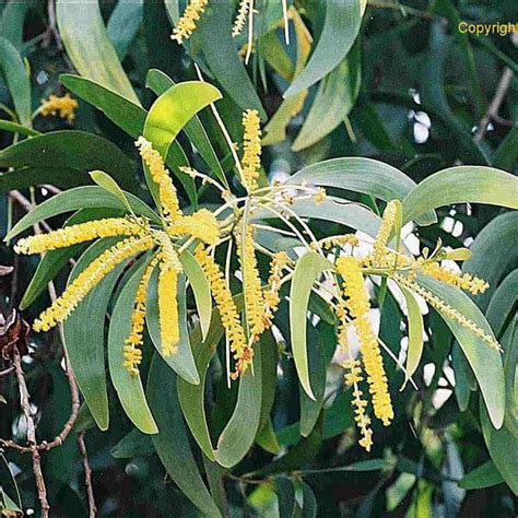 Buy Acacia Crassicarpa, Brown Salwood- 0.5 kg Seeds online from ...