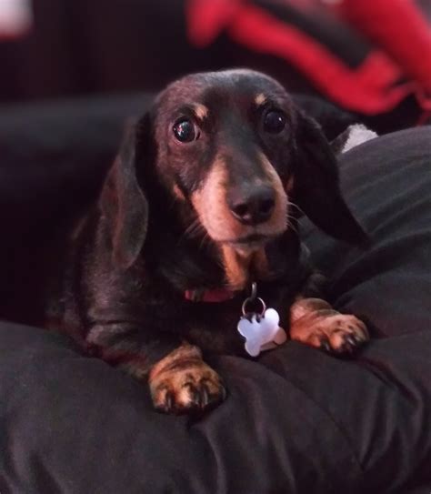 Mountain Vista Animal Hospital: Wagner Nicole DVM - 4675 E Flamingo Rd, Las Vegas, NV 89121 ...