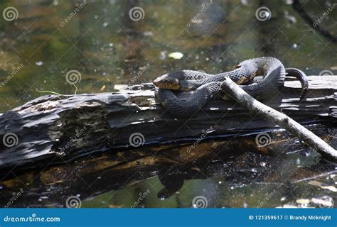 Broad-Banded Water Snake stock image. Image of organism - 121359617