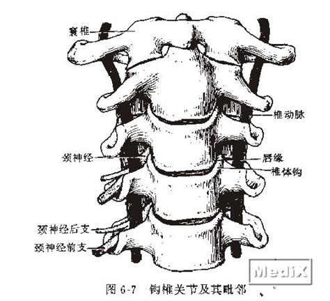 椎孔和椎间孔的解剖图