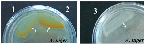 Chitinolytic and Fungicidal Potential of the Marine Bacterial Strains ...