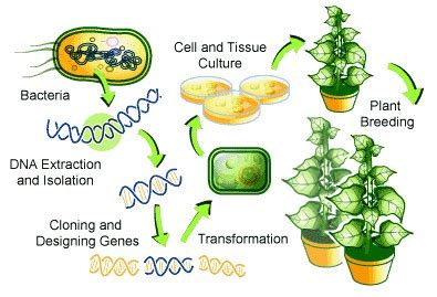 Application Of Biotechnology | AESL