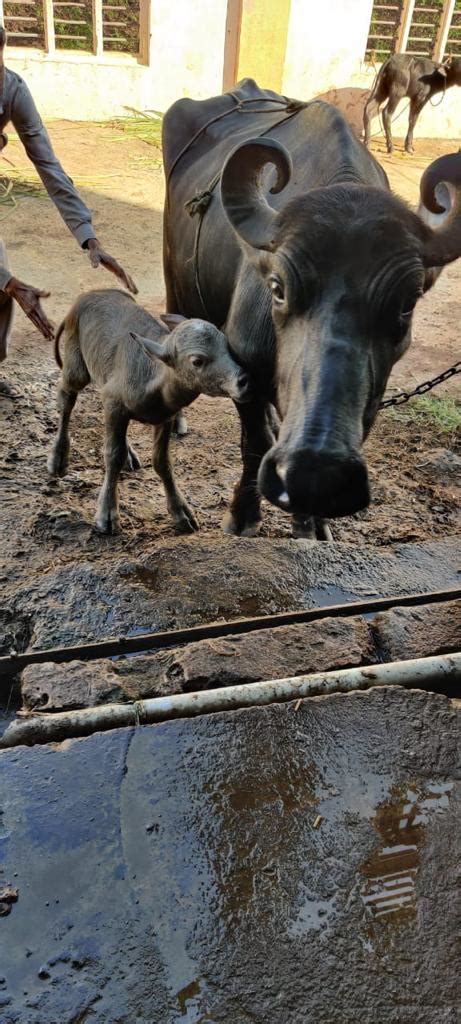 Press Release: Press Information Bureau