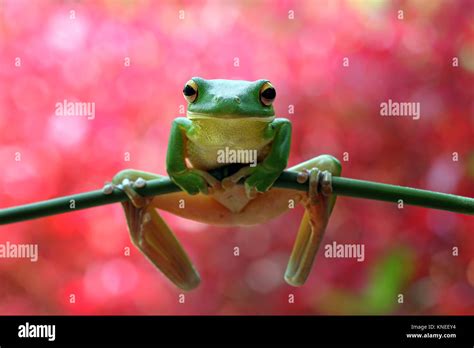 Image result for Tree Frog Sitting
