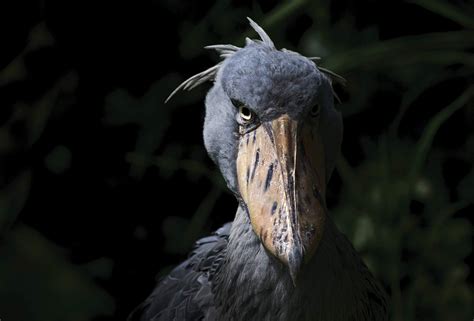 Shoebill Bird, Balaeniceps Rex, Scary Birds, Giant Salamander, Badass ...