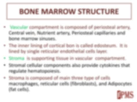Image result for Bone Marrow Function