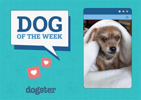 110 Nicknames for Dogs: Funny & Unique Things to Call Your Pet – Dogster