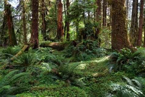 Element Earth Tree 的图像结果