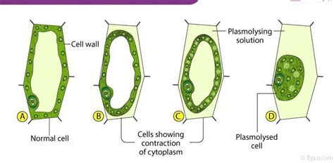when does cell become plasmolysed and turgid . explain your answer with ...