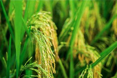 杂交水稻亩产量最高是多少？它的影响和意义是什么？