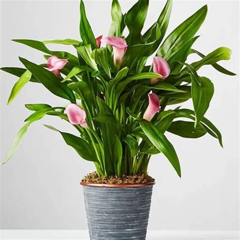 Amazon.in Bestsellers: The most popular items in Outdoor Flower Plants