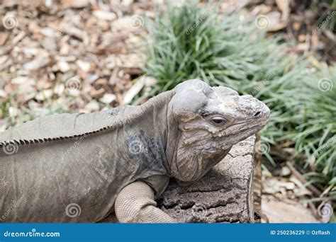 The Rhinoceros Iguana is an Endangered Species of Iguana that is Endemic To the Caribbean Island ...