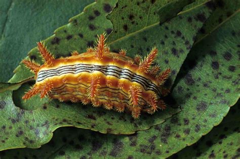Do Caterpillars Bite or Sting?