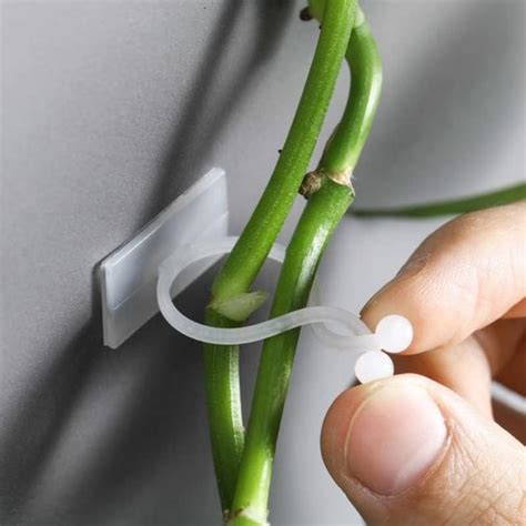 Beeya Gardening® 30 Pcs Plant Wall Climbing Fixing Clips for Hanging ...