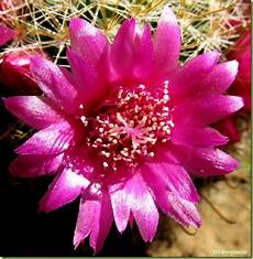 piante grasse fiori fucsia mammillaria zeilmanniana foto fiori piante grasse fiori fucsia mammillaria zeilmanniana foto fiori