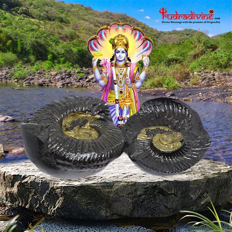Natural Shaligram Stone – RudraDivine