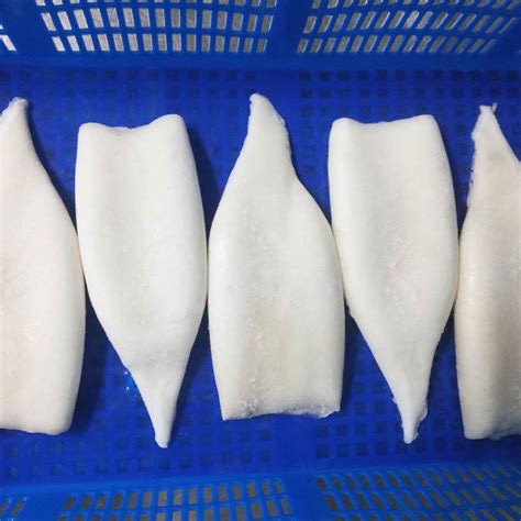 Humboldt Squid - Dosidicus Gigas | Eximany