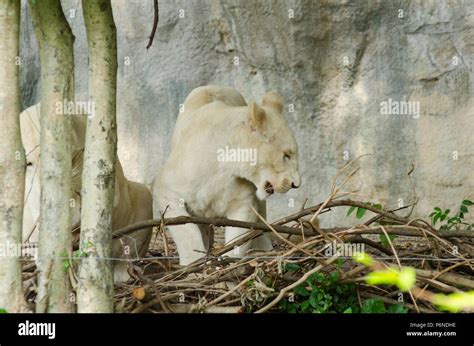 Barney Zoo Tiger 的图像结果