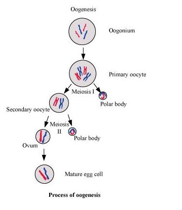 What is oogenesis? Give a brief account of oogenesis.