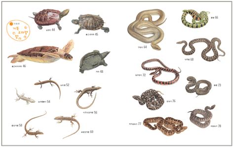 Image result for Market Map Libraries Python