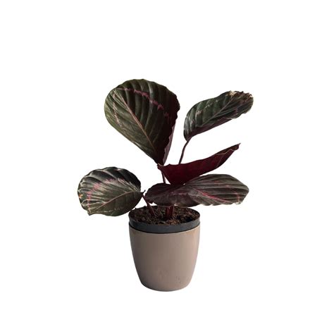 Calathea Dottie Big The Four Seasons Calathea Roseopicta Dottie Rare I ...