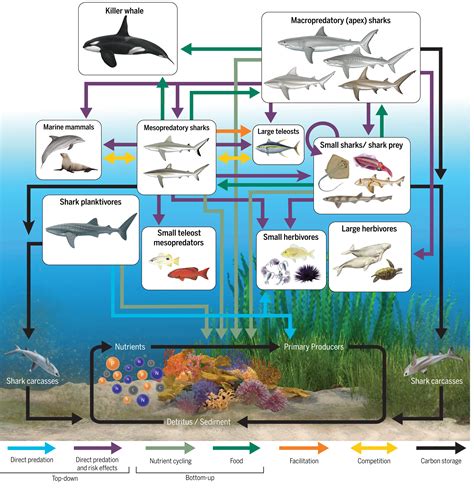 Ecological roles and importance of sharks in the Anthropocene Ocean | Science