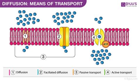 Image result for Diffusion Function Cell Membrane